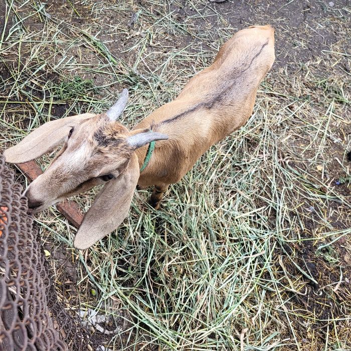 Англо- нубійська кізочка