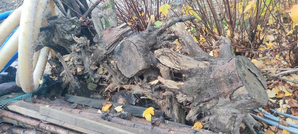 Drzewo - pieńki (za darmo)