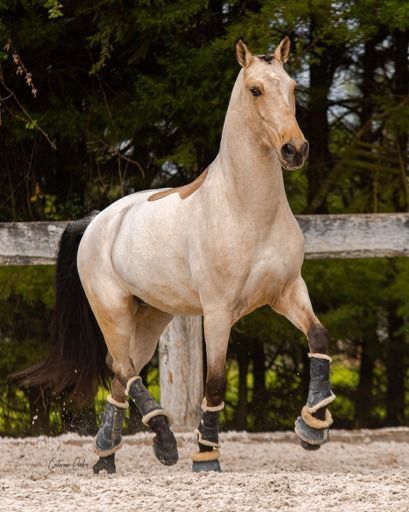 Cavalo castrado 7 anos