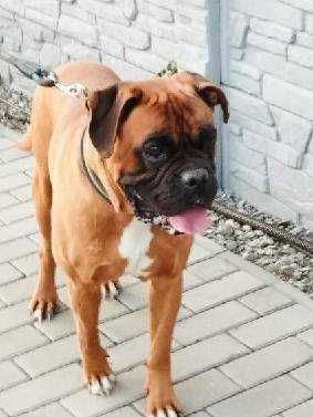 Diego - super pies w typie boksera do adopcji