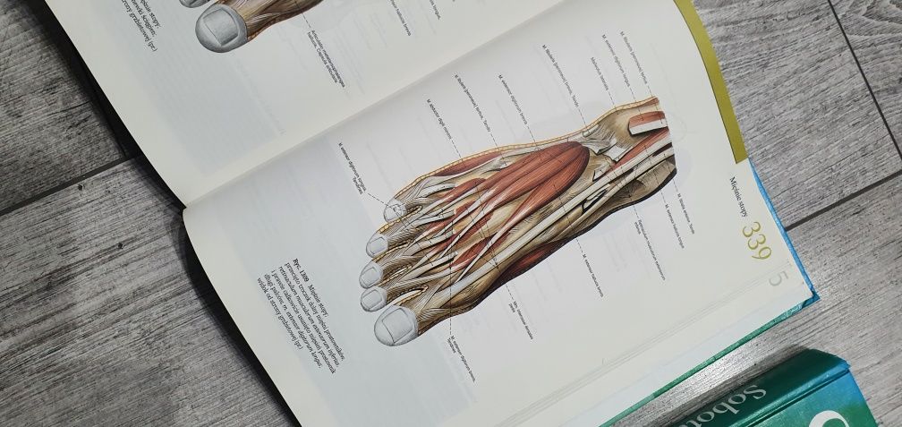 Atlas anatomiczny  Sobotta + podręcznik + ćwiczenia kolorowanka