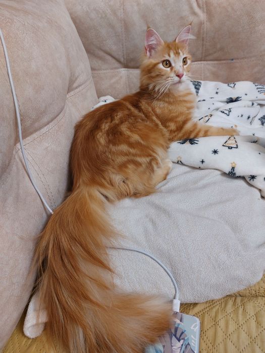 Мейн кун.Мейнкунята дівчата