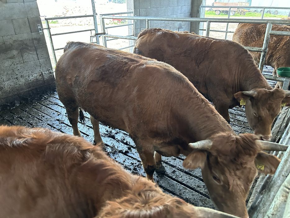 Jałówki hodowlane limousine 100% PZHiPBM