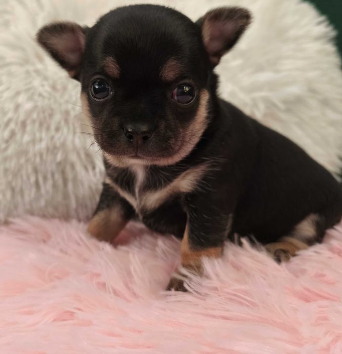 Dziewczynka chihuahua