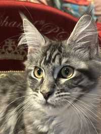 Arabia Queen Chanel*Pl cudna koteczka maine coon SHK WCF