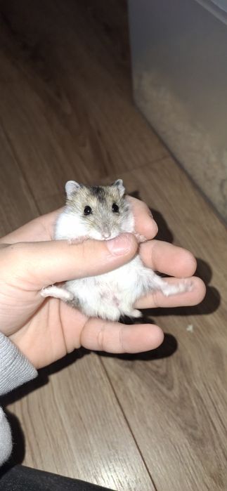 Sprzedam 5 chomików dżungarskich cena do negocjacji