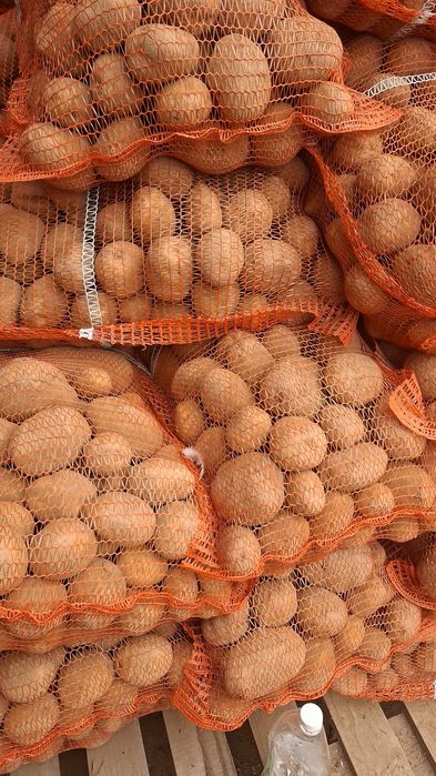 Ziemniaki jadalne Vineta