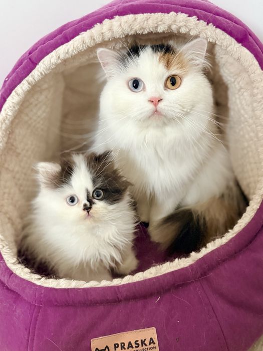 Kocurek szkocki Eros Wcf / Pzf