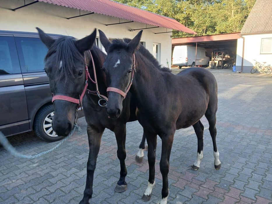 klacz wielkopolska + źrebak