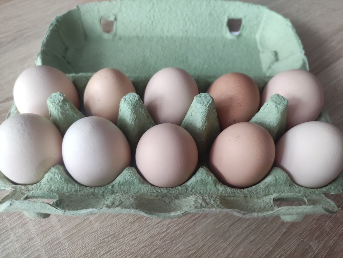 Jaja wiejskie swojskie jajka ekologiczne