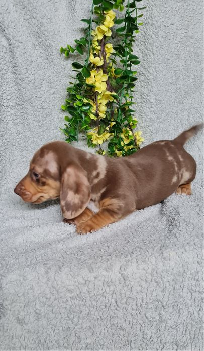 Teckel Chocolate Arlequim mini de Qualidade