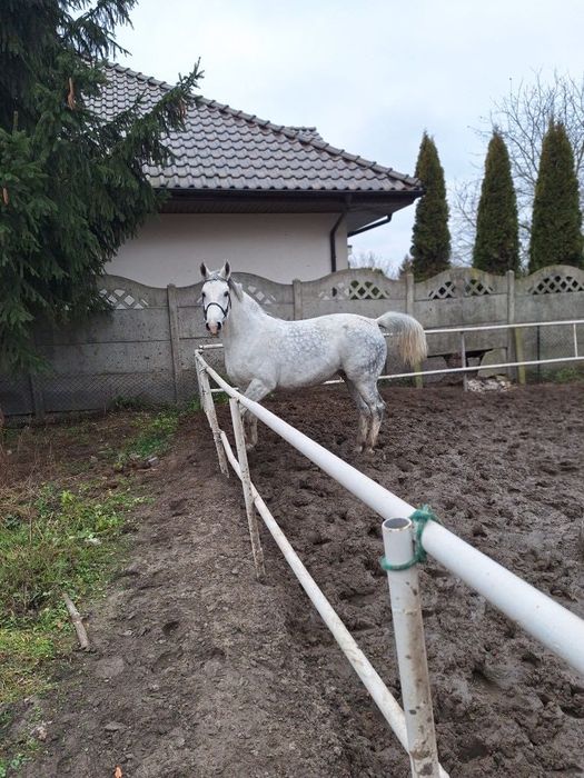 Sprzedam klacz śląską o imieniu Rozalka