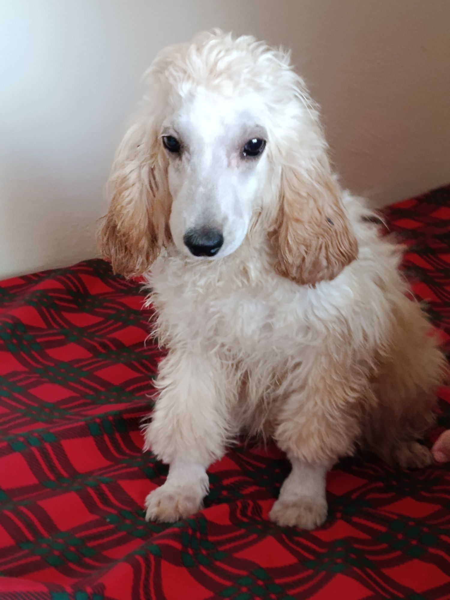 Cockapoo Piękny Chłopczyk