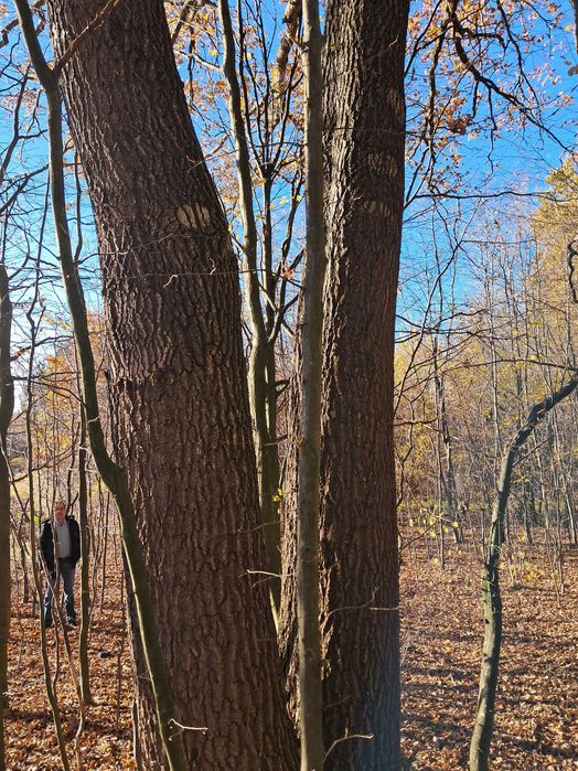 sprzedam dęby  7 szt  na pniu  tartaczne  przy lesie