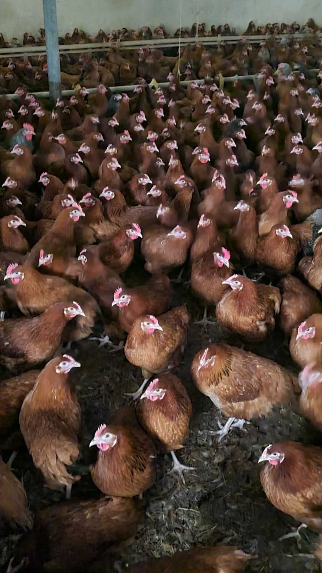 Kury NIOSKI rossa messa sussex leghorn senny i inne ! Zapraszam !