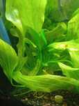 Echinodorus Red Flame
