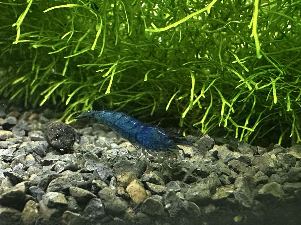 Neocaridina blue dream