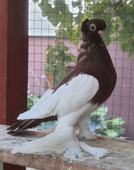 Sroczka Polska Krótkodzioba.