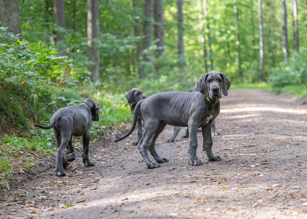 Dog niemiecki błękitny FCI