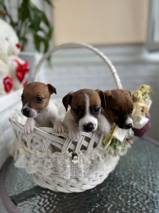 Милі дівчатка та хлопчики