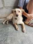 Lenka mała suczka do adopcji, pies do adopcji