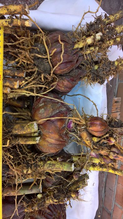 Белые королевские  лилии,  луковицы .