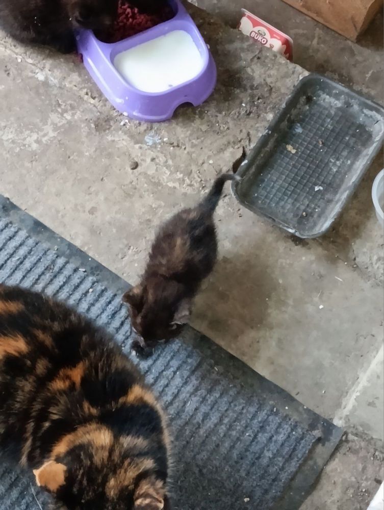 Кошеня котики кіт кішка Ужгород безкоштовно