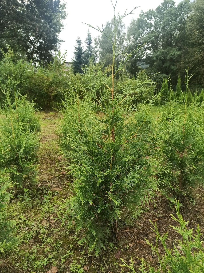 Tuja tuje thuja Brabant 80-100 cm