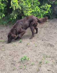 Flat Coated Retriever FCI