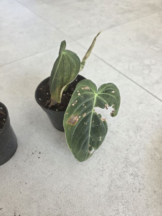 Filodendron melanochrysum ukorzenione