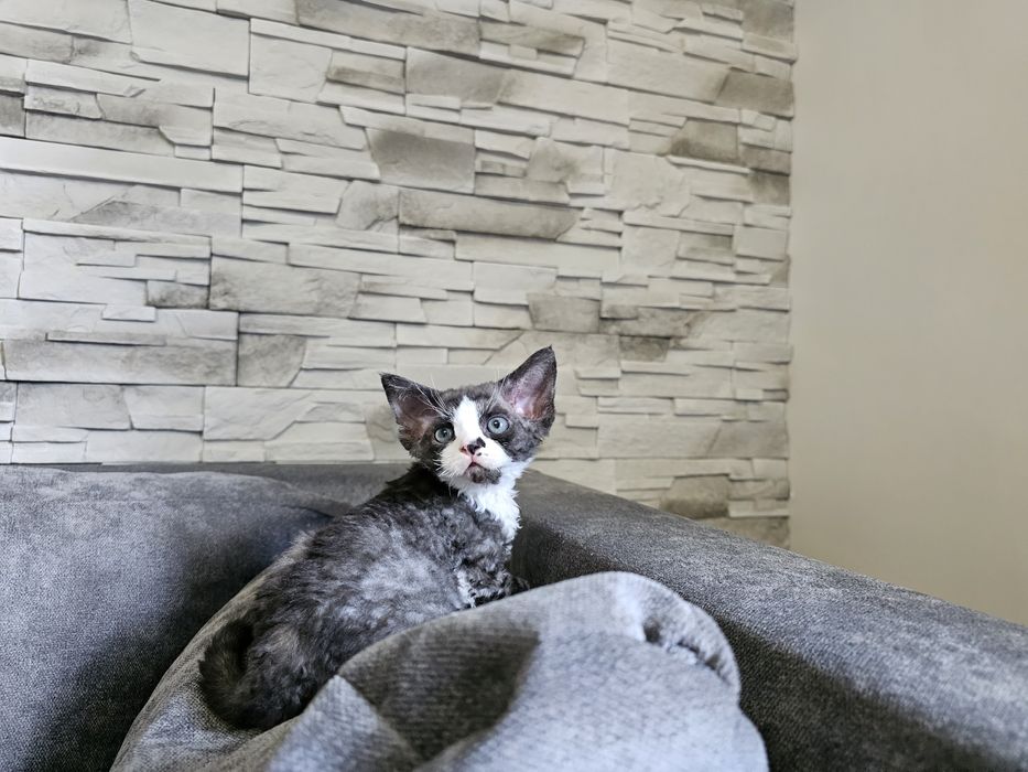 Kocięta Devon Rex, rodowód FPL