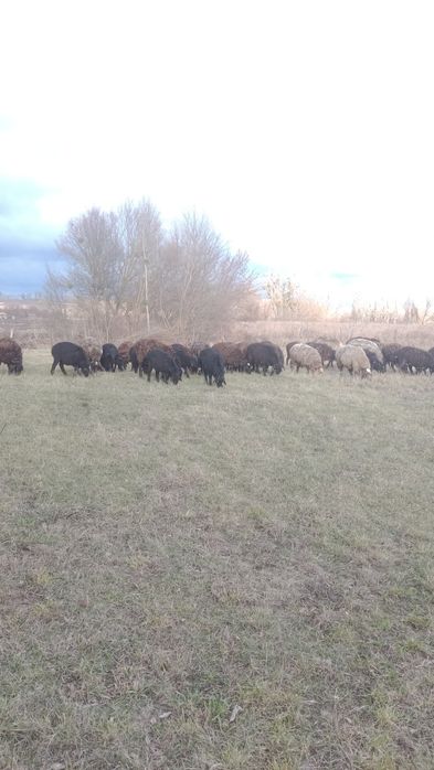 Ягнята, вівці курдючні