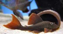 Zbrojnik niebieskooki L137 - Hypostomus soniae