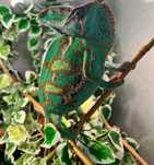 Kameleon z terrarium - samiec, lat 3