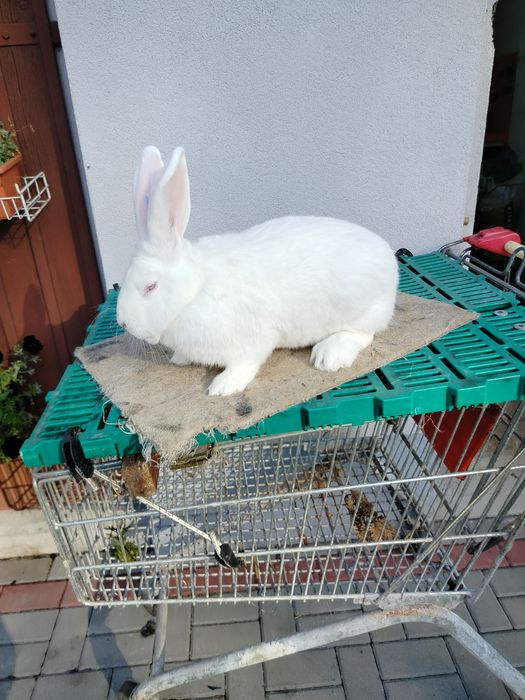 Młode Termondzkie Hodowla EW 345