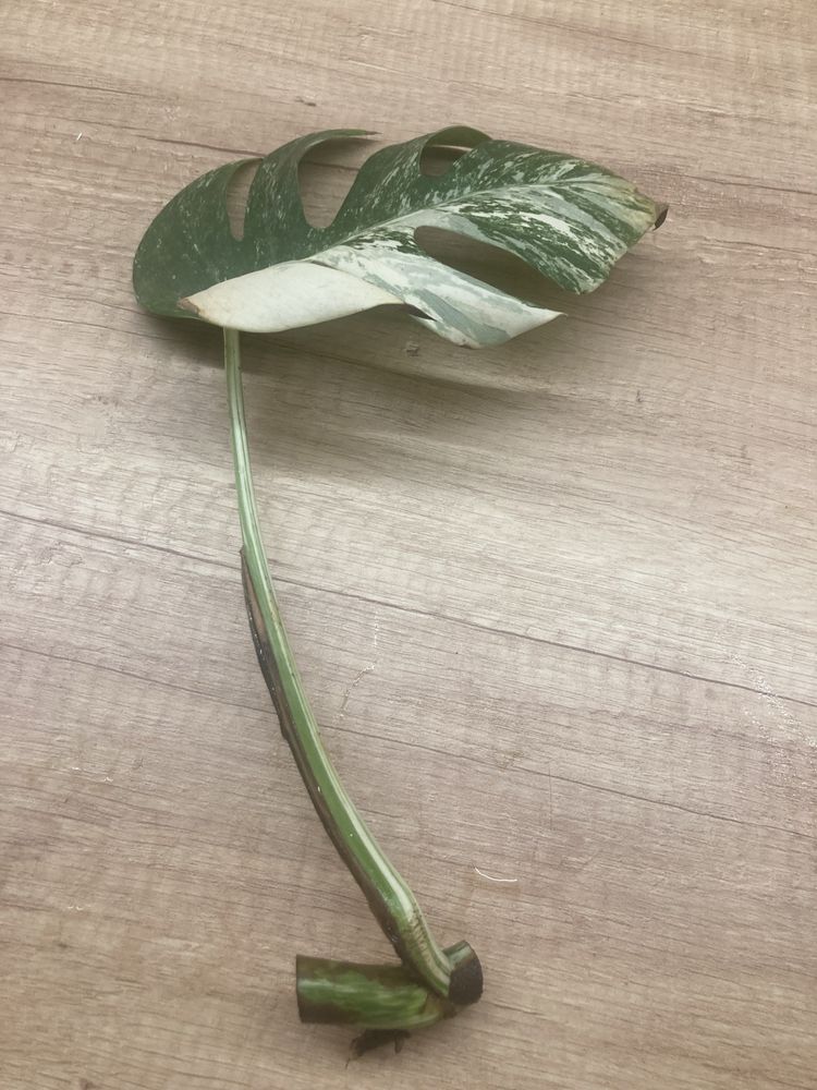 Monstera Deliciosa Variegata