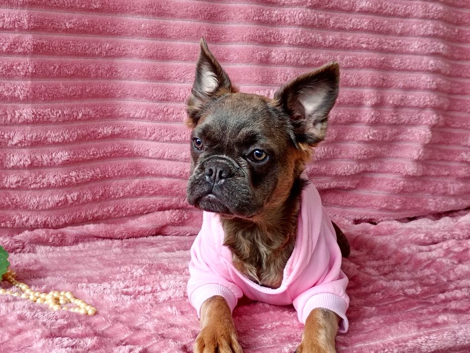 French Bulldog flaffi femea