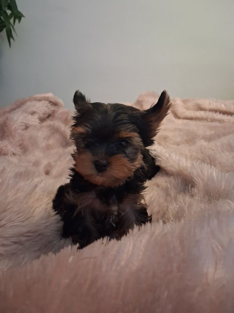 York Terrier miniatura