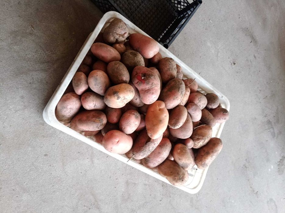 Ziemniaki red sonia i lawenda