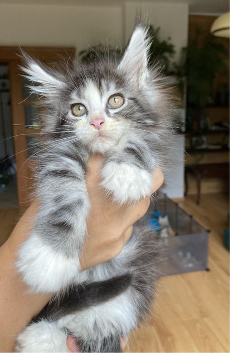Maine coon kotka srebrna silver ns 09 22 po dużych zdrowych rodzicach