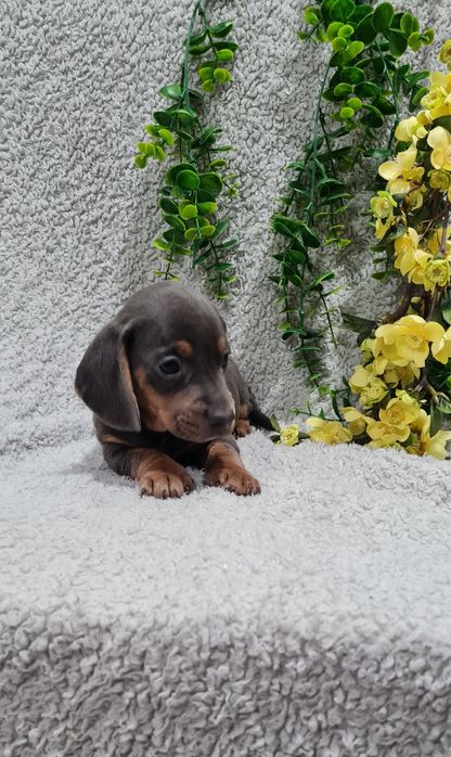 Estupendo Teckel Blue de Qualidade