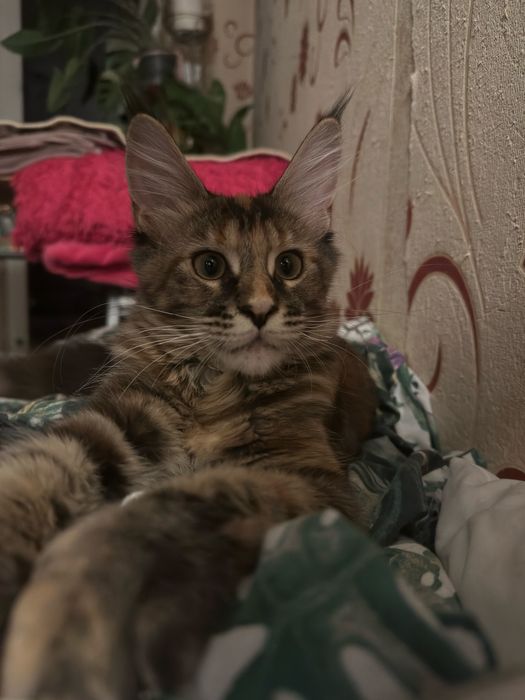 ,,Drapka”koteczka Maine Coon FPL/TICA