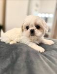 Pies Shih-Tzu z rodowodem