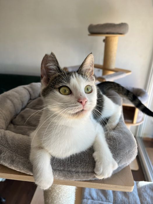 Tosia, która prawie umarła szuka domu