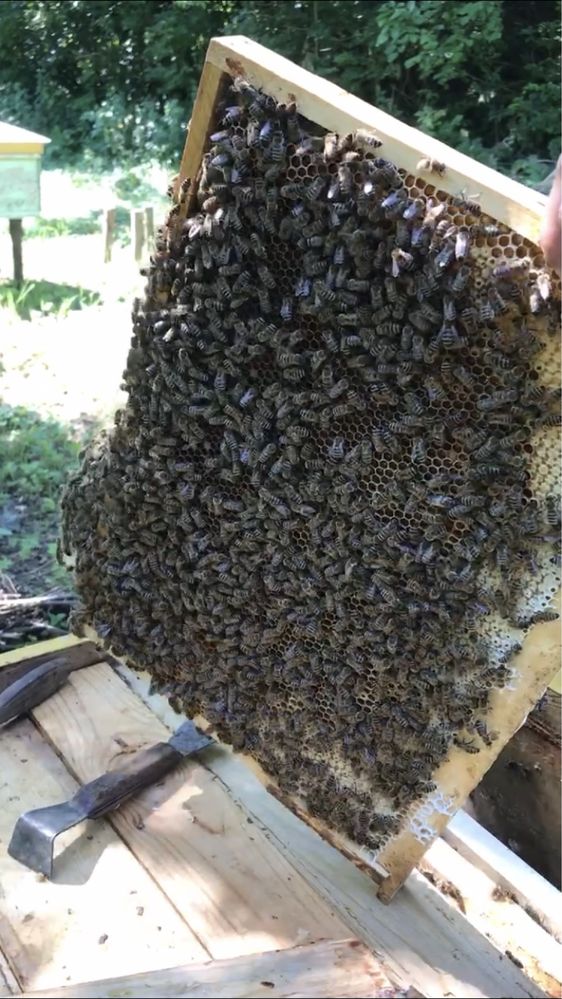 Продаю бджолосімї