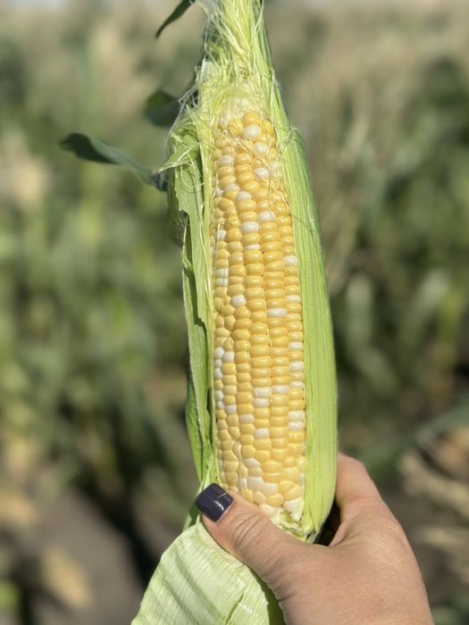 Продам солодку кукурудзу