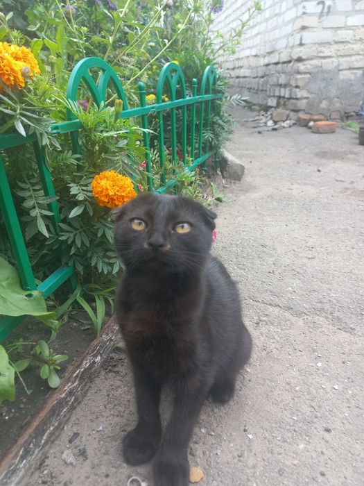 Продам веслоухую кошечку