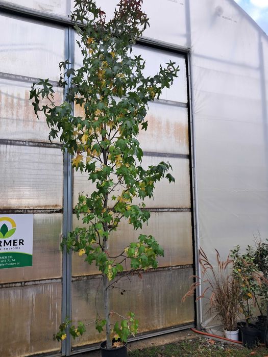 Ambrowiec amerykański obwód 8-10cm, 3-4.5m