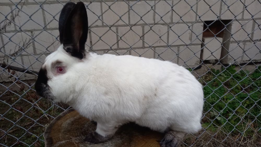 Samiec kc kalifornijski czarny