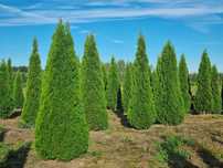 Tuja szmaragd 300 cm, żywotnik zachodni ,,smaragd", Thuja occidentalis